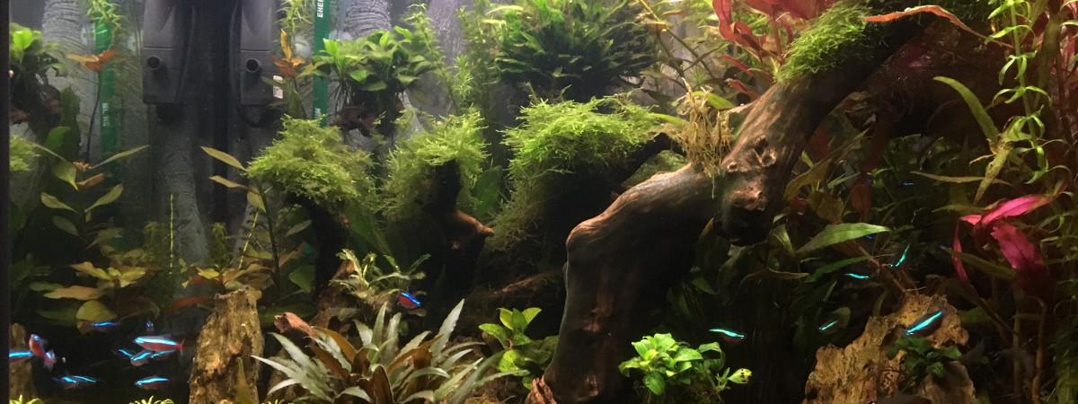 aquarium MARAJO