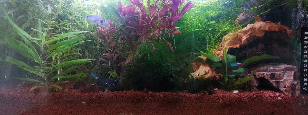 aquarium Aquarium 60