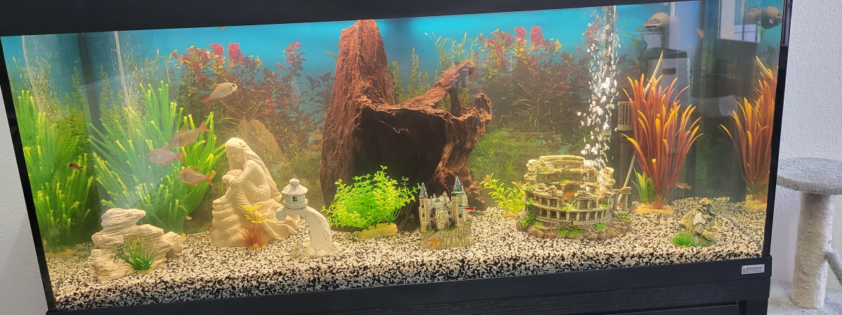 aquarium Roma 240