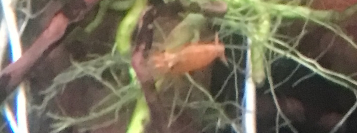 aquarium Grenouilles et crevettes