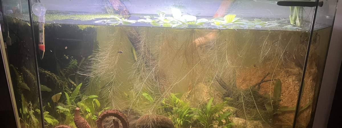 aquarium Gouramis lalia