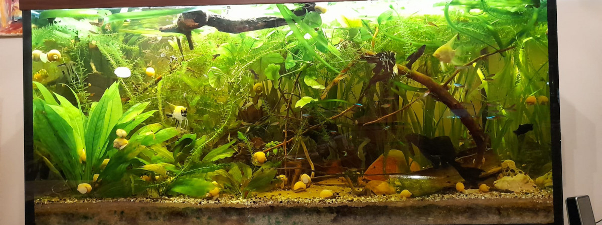 aquarium Amazonien