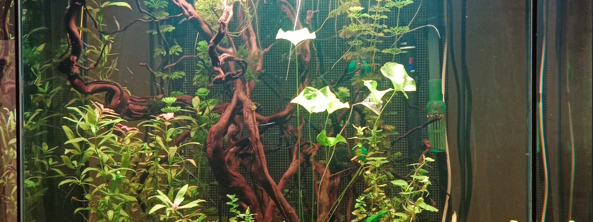 aquarium Aquarium du salon