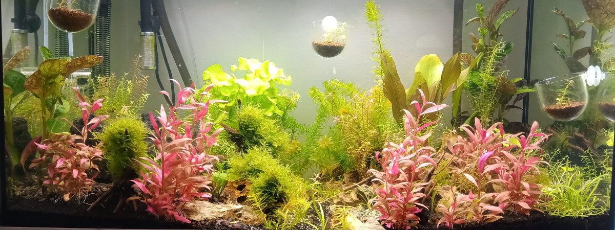 aquarium 150L