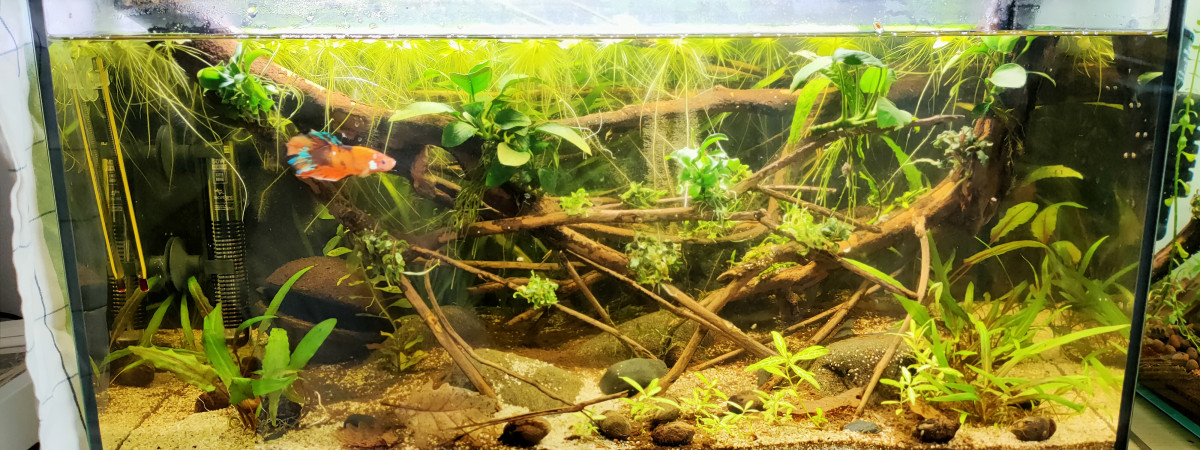 aquarium BAC Biotope Amazonien 60L