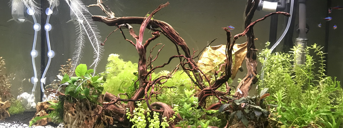 aquarium 125l