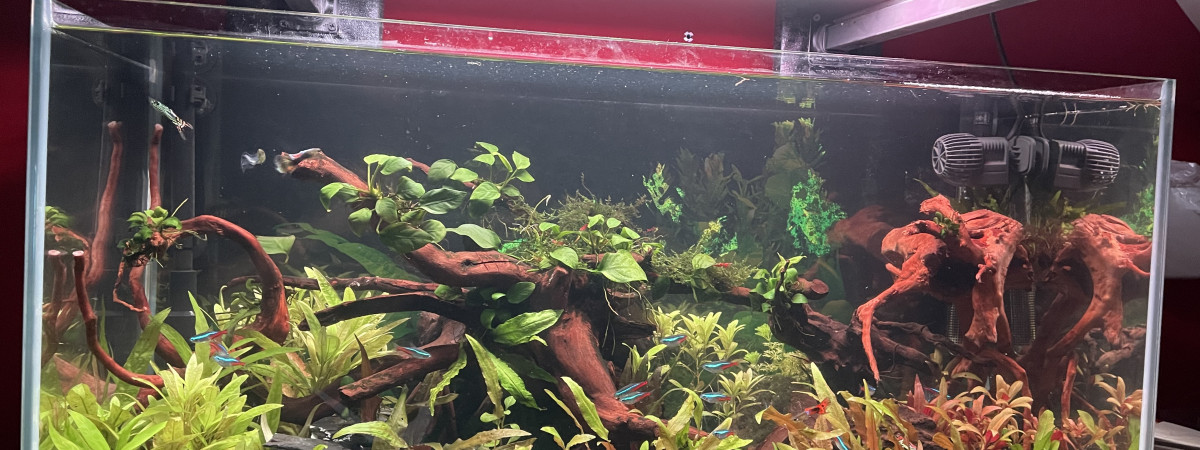 aquarium amazon