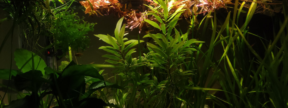 aquarium 60L nanofish