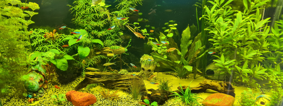 aquarium Aquarium principal