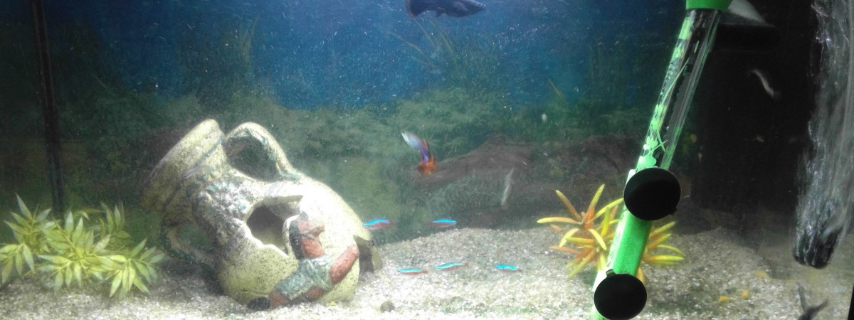 aquarium Mon seul aquarium