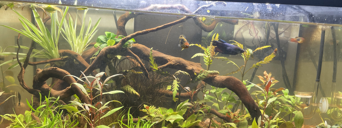 aquarium Betta