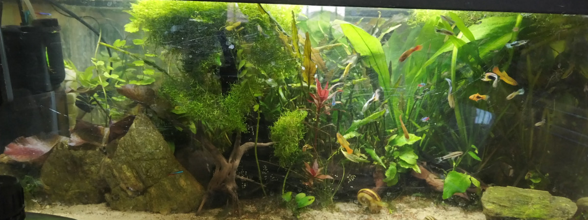 aquarium Changes over time