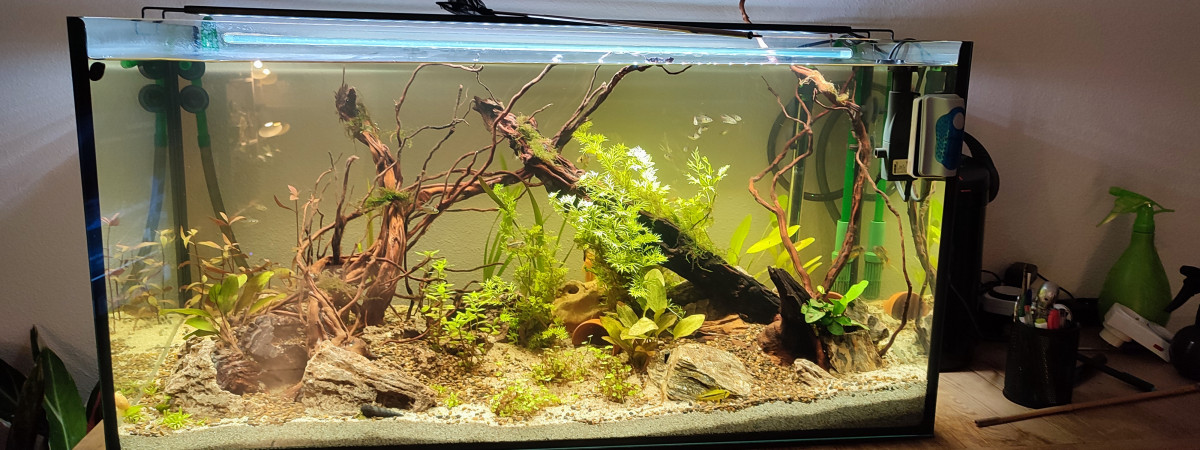 aquarium Amazonien 2