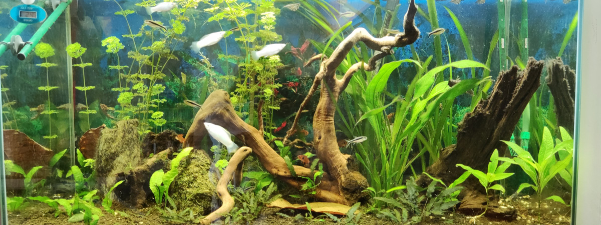 aquarium amazonien