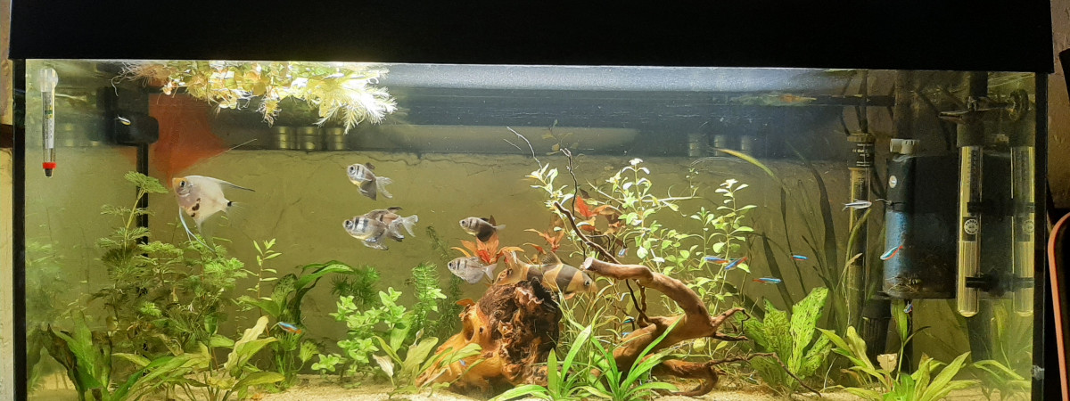 aquarium Amazonien