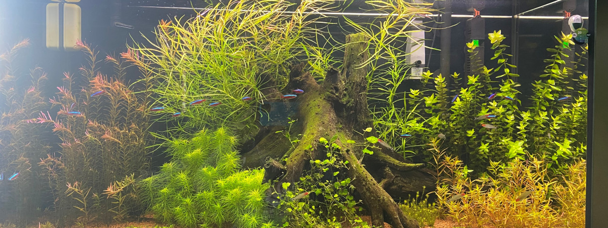 aquarium Aquarium 240L