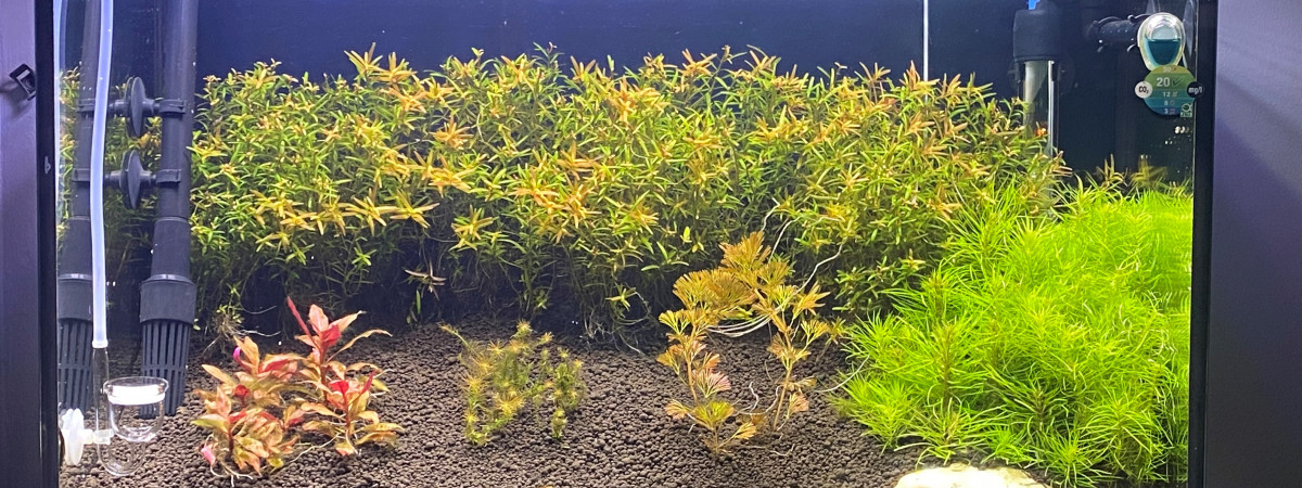 aquarium Aquarium 60L