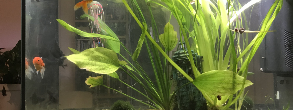 aquarium Eau froide