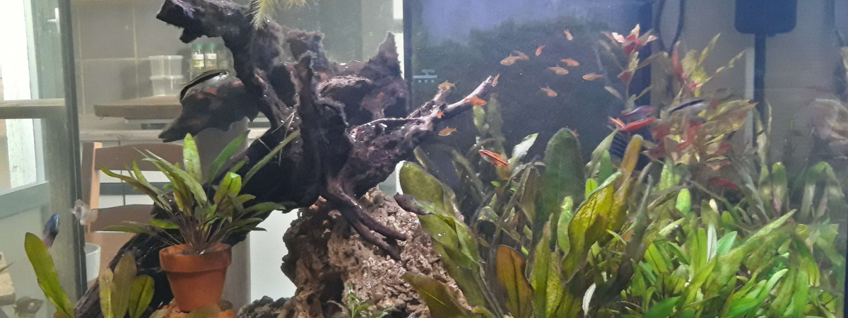 aquarium Bac 145L _ Biotope Amazonien