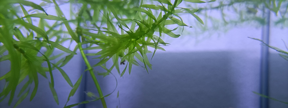aquarium 311 01 Jeune Male  Fundulopanchax gardneri  Nsukka