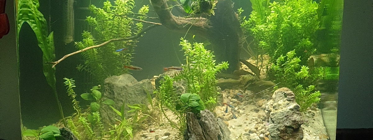 aquarium Aqua amazonien