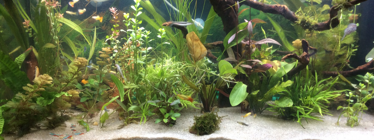 aquarium Ty coin Paradis