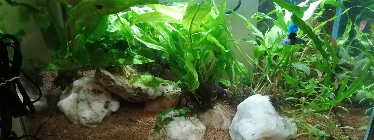 aquarium Morgane