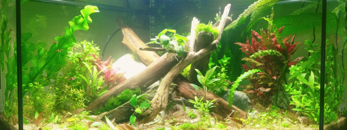 aquarium Delta 100