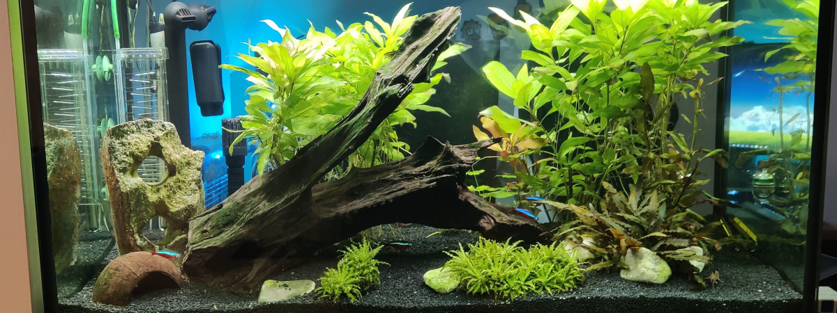 aquarium Fluval Studio 900