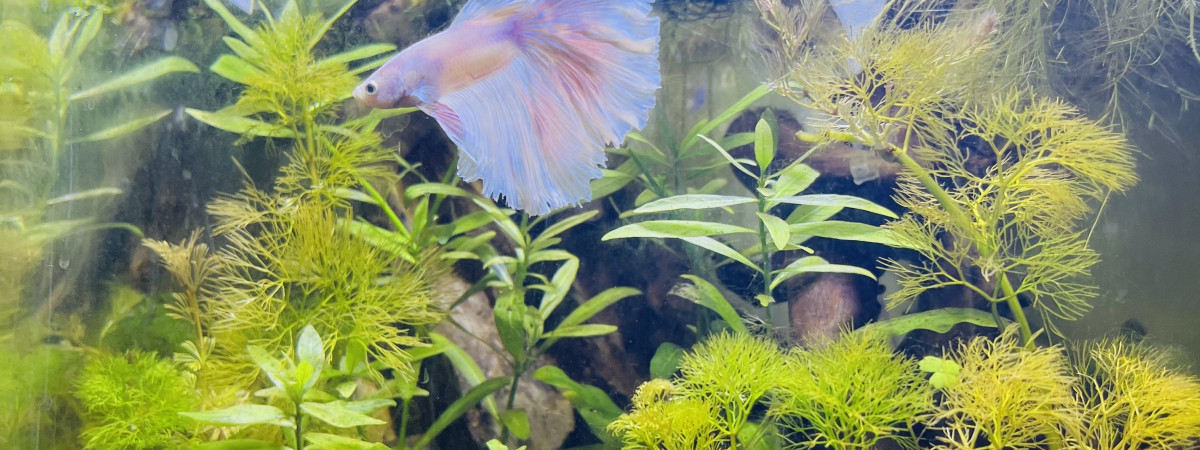 aquarium Nano O.1