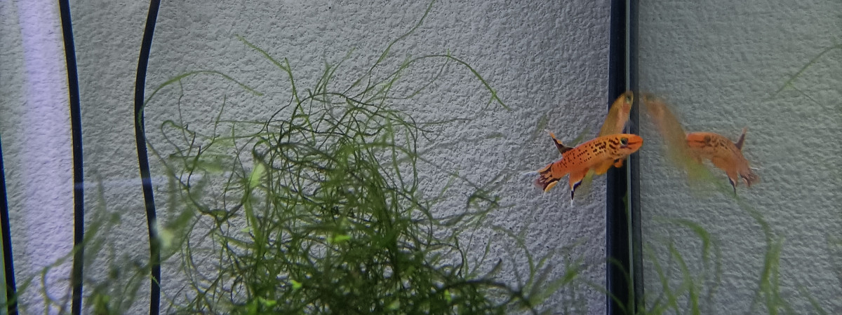 aquarium 434 01 Couple Aphyosemion australe  Cap Lopez