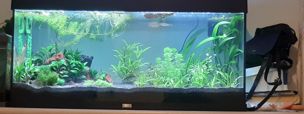 aquarium Cactus de siberie