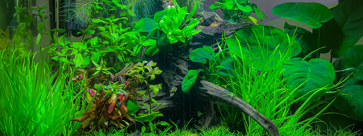 aquarium Piwi Home