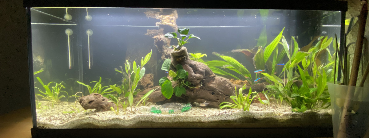 aquarium Mon premier bac