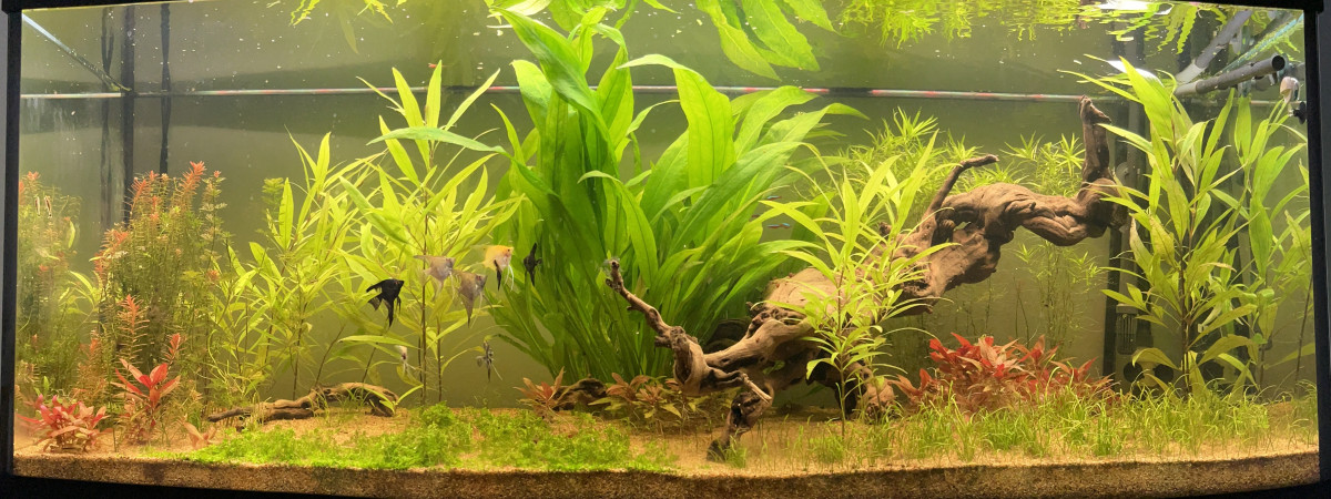 aquarium 450 amazonien
