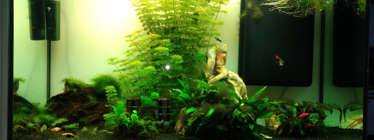 aquarium Jardin