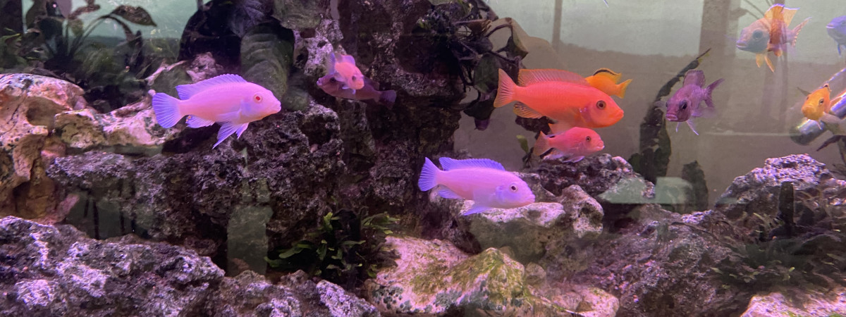 aquarium Brignoland