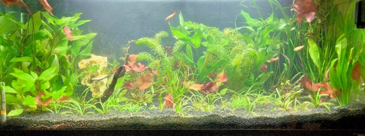 aquarium asiatique 200l