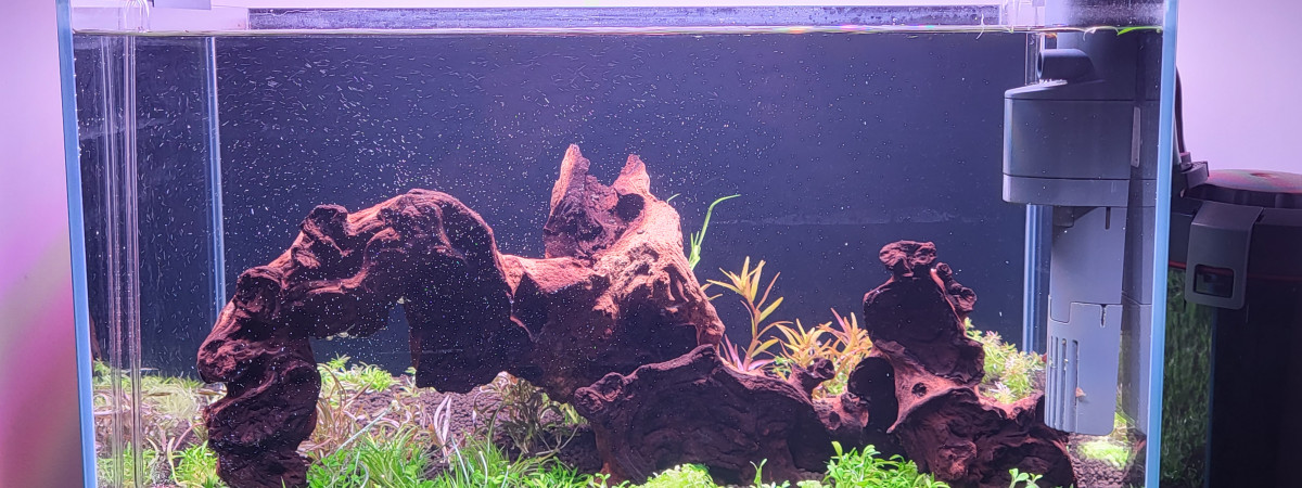 aquarium Plants Forest  - 45x28x28