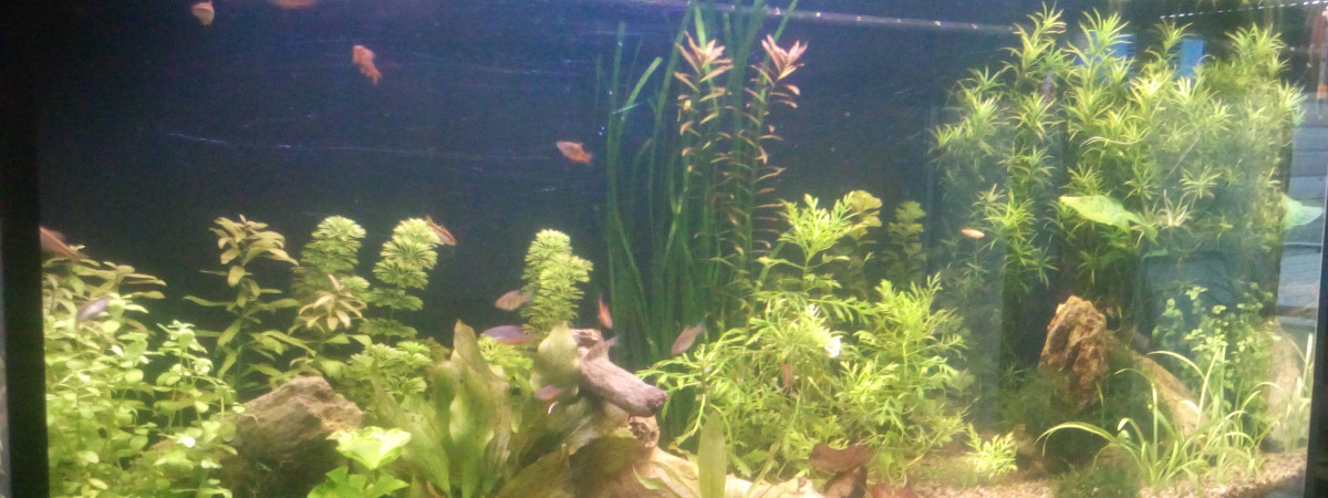 aquarium Principal