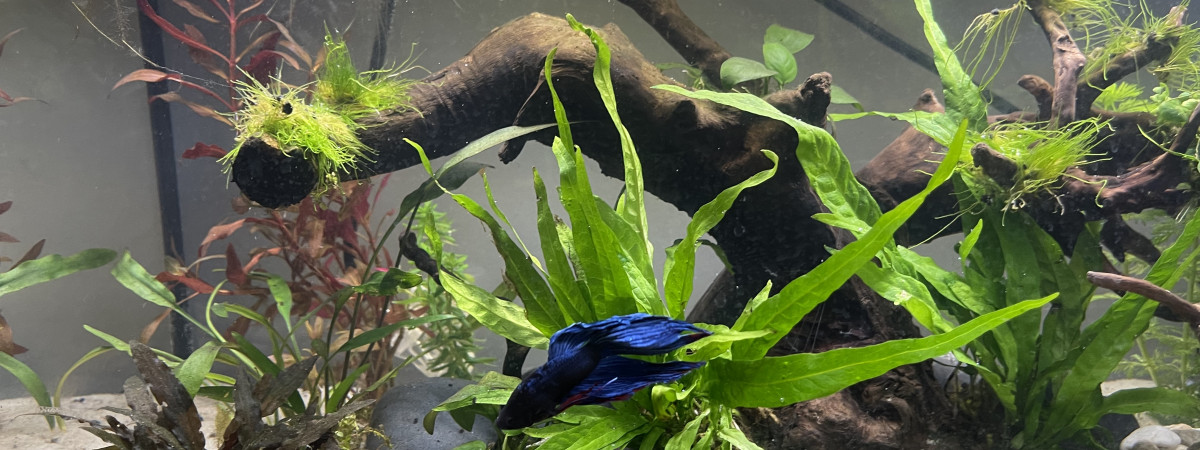 aquarium Nanolivier