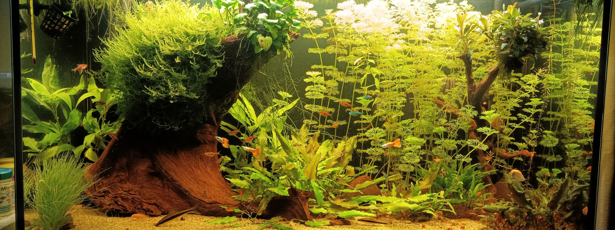 aquarium Aquatlantis expert 240L