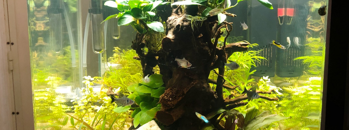 aquarium Hall 60 L