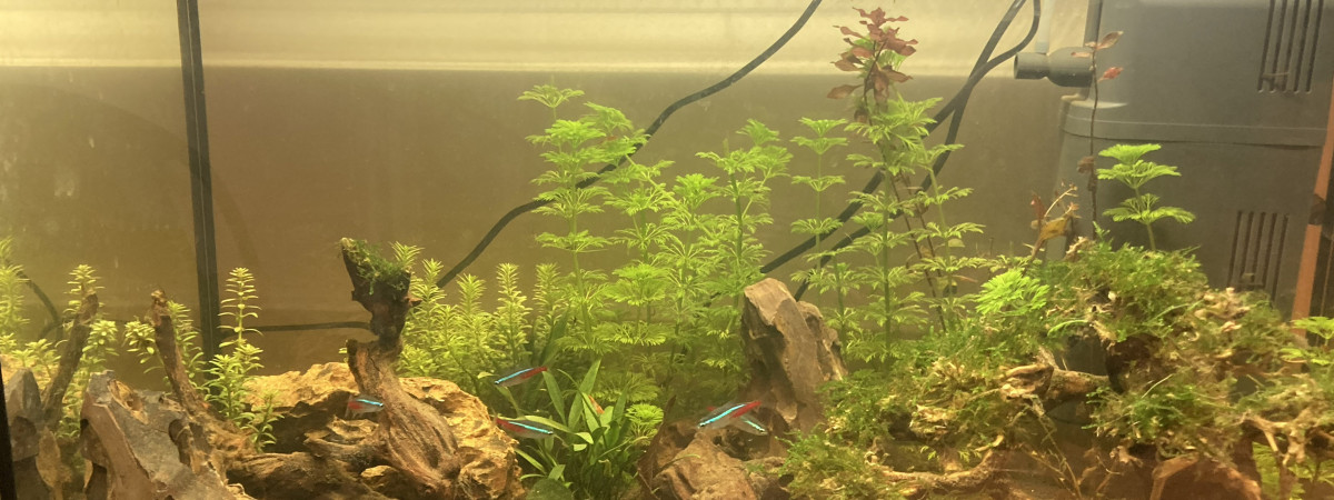 aquarium Aquarium d Arwen