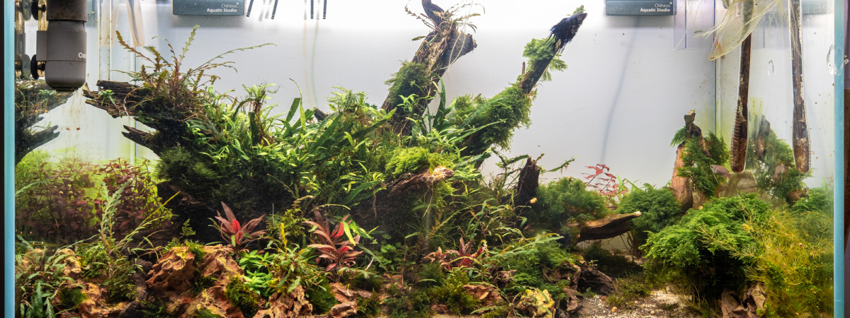 aquarium 250 Litre