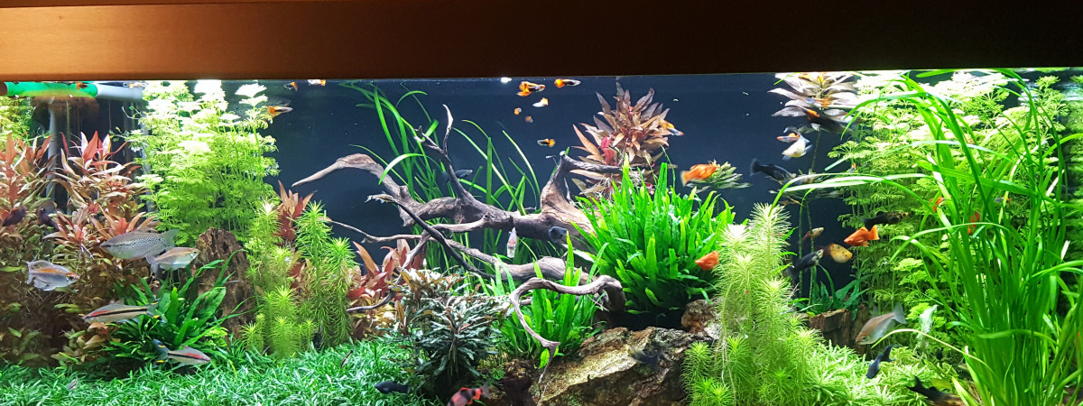 aquarium EHEIM PROXIMA 325