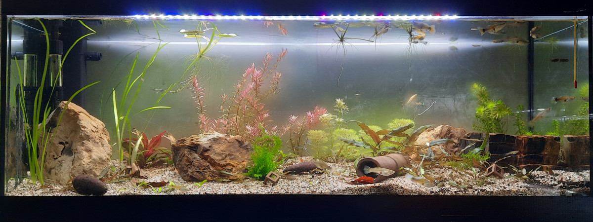aquarium Bac 120l guppys
