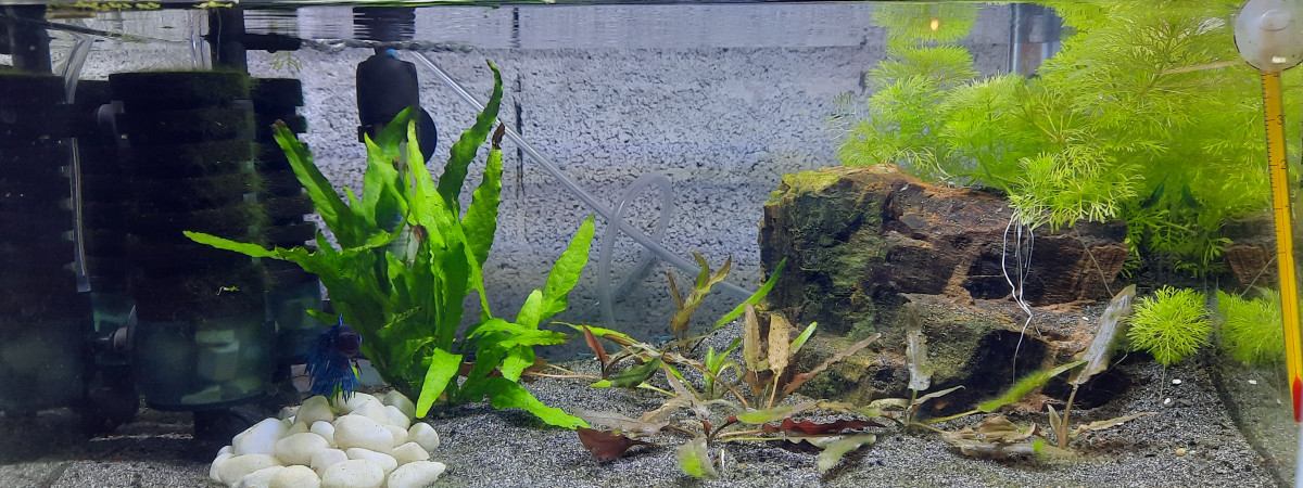 aquarium Bac 20l betta male