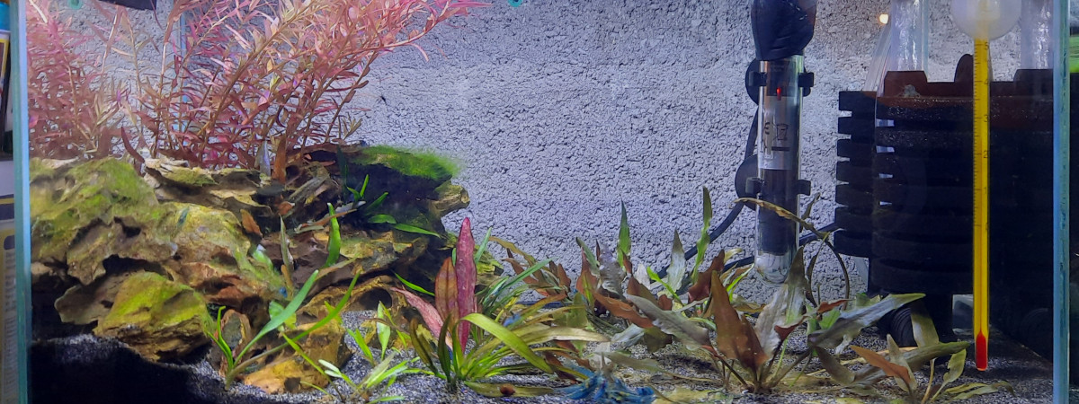 aquarium Bac 20l betta femelle