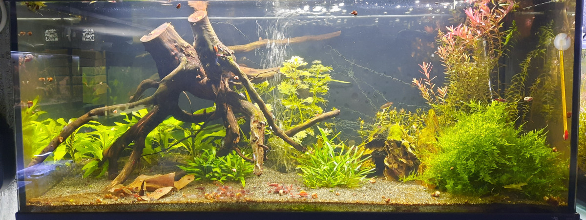 aquarium Bac 80l CPO
